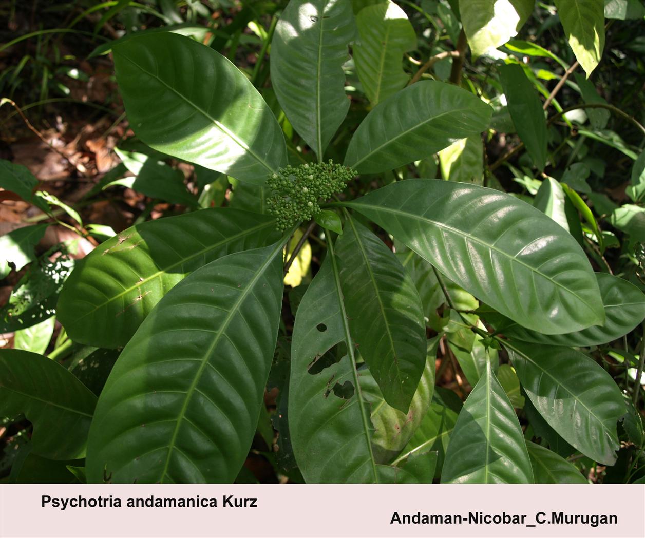 Psychotria andamanica Kurz